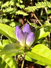 Gentiana clausa