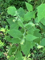 Polymnia canadensis
