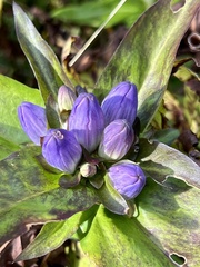 Gentiana clausa