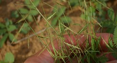 Bouteloua trifida