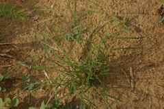 Bouteloua trifida