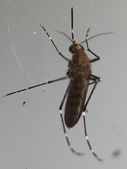 Aedes taeniorhynchus