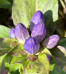 Gentiana clausa