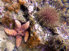 Uniophora granifera