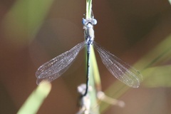 Lestes disjunctus