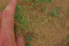 Bouteloua trifida