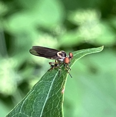 Holcocephala