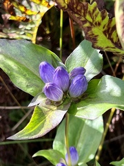 Gentiana clausa