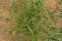 Bouteloua trifida