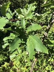 Quercus muehlenbergii