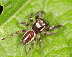 Eris militaris