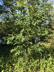 Quercus muehlenbergii