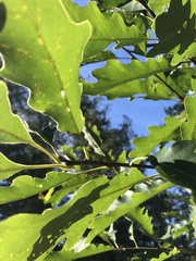Quercus muehlenbergii
