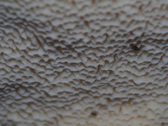 Buglossoporus quercinus