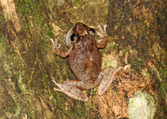 Eleutherodactylus antillensis