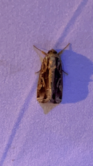 Spodoptera dolichos