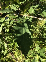 Quercus muehlenbergii