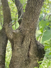 Coccoloba barbadensis
