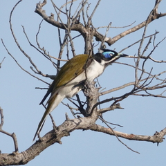 Entomyzon cyanotis