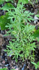 Leucospora multifida