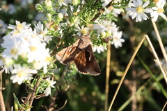 Anagrapha falcifera