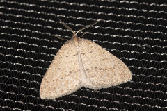 Tapinogyna perichroa