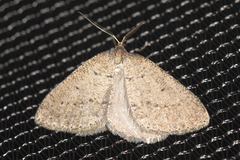 Tapinogyna perichroa