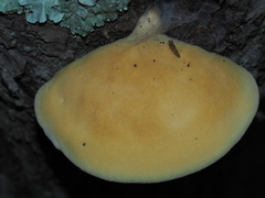 Buglossoporus quercinus