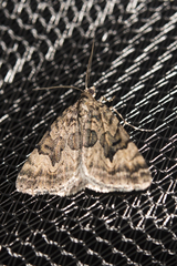 Dichromodes anelictis