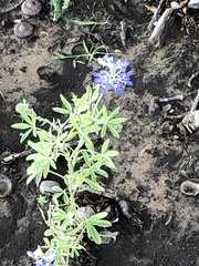 Lupinus texensis