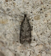 Dichomeris inversella