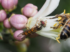 Episyrphus
