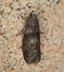 Sciota subcaesiella