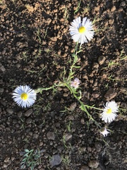 Erigeron divergens