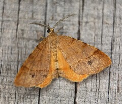 Mellilla xanthometata