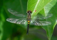 Celithemis verna