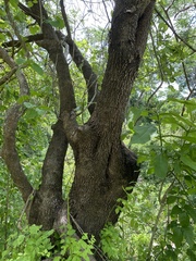 Coccoloba barbadensis