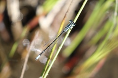Ischnura perparva