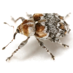 Lignyodes baboquivariensis