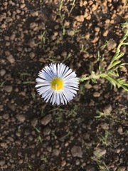 Erigeron divergens