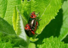 Kuschelina gibbitarsa