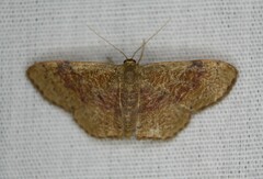 Leptostales ferruminaria