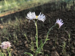 Erigeron divergens