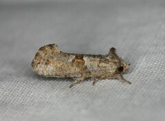 Acrolophus piger
