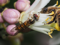 Episyrphus
