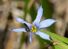Acmaeodera tubulus
