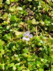Bacopa monnieri