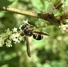Ancistrocerus antilope