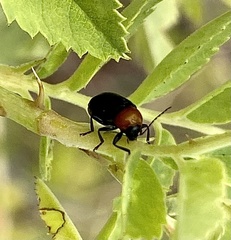 Cryptocephalus