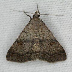 Bleptina caradrinalis